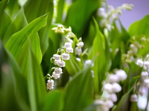 Quelles consignes pour la vente de muguet cette année ?